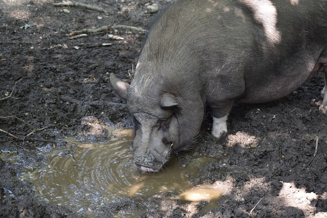 伦敦德比 伦敦德比